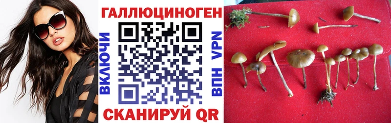 Купить  Озёры  Галлюциногенные грибы GOLDEN TEACHER 